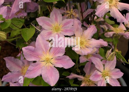 BBC Gardens, Birmingham, Großbritannien 2023 Stockfoto