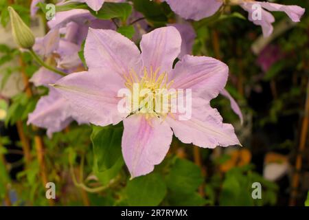 BBC Gardens, Birmingham, Großbritannien 2023 Stockfoto