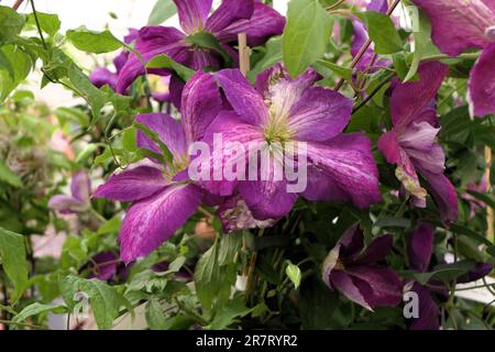 BBC Gardens, Birmingham, Großbritannien 2023 Stockfoto
