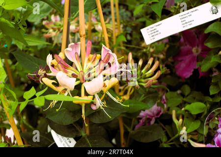 BBC Gardens, Birmingham, Großbritannien 2023 Stockfoto