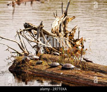 Eine Gruppe von bemalten Schildkröten, die auf einem Mooswald stehen, mit einem Baumstumpf und Wasserhintergrund in ihrer Umgebung und ihrem Lebensraum. Schildkrötenbild. Kulissen Stockfoto