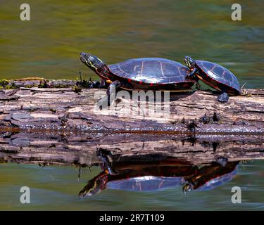 Paare aus bemalten Schildkröten aus nächster Nähe auf einem Moos mit Wasserreflexionen und einem unscharfen Wasserhintergrund in ihrer Umgebung und ihrem Lebensraum. Stockfoto