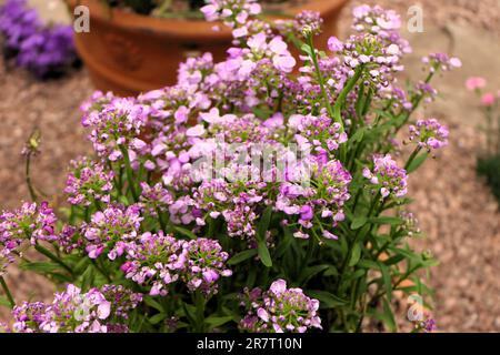 BBC Gardens, Birmingham, Großbritannien 2023 Stockfoto