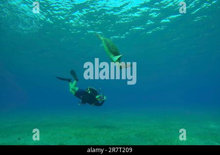 Scubadiver filmt Meeresschildkröte schwimmt bis zum Meeresboden. Männlicher aquanaut dreht Video Grüne Meeresschildkröte (Chelonia mydas) taucht auf Seegraswiesen und isst Stockfoto