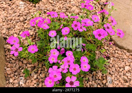 BBC Gardens, Birmingham, Großbritannien 2023 Stockfoto