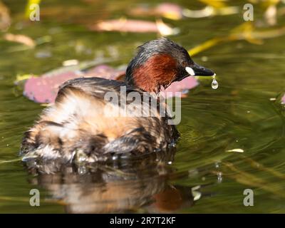 Little Grebe (Tachybaptus ruficollis) am kleinen Wasserkörper eines Gartenteiches, Nordrhein-Feuchtgebiet, Deutschland Stockfoto