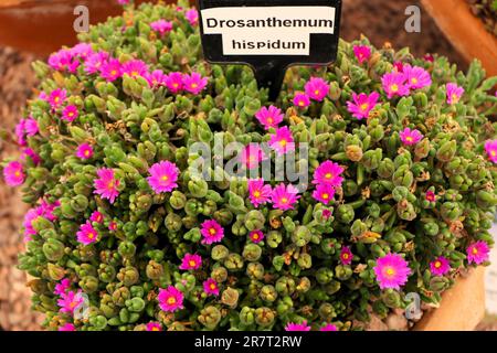 BBC Gardens, Birmingham, Großbritannien 2023 Stockfoto