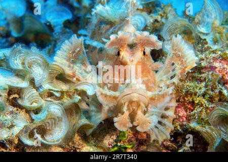 Frontale Ansicht von Rhinopias eschmeyeri (Rhinopias eschmeyeri), die
