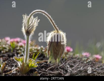 Kuhrutsche (Pulsatilla vulgaris) gegen das Licht Stockfoto