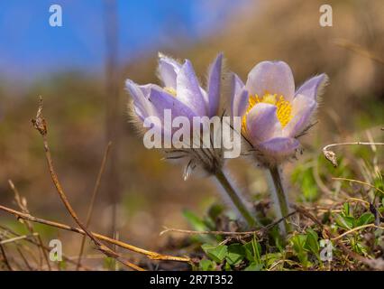 Kuhrutsche (Pulsatilla vulgaris) aus der Blume Stockfoto