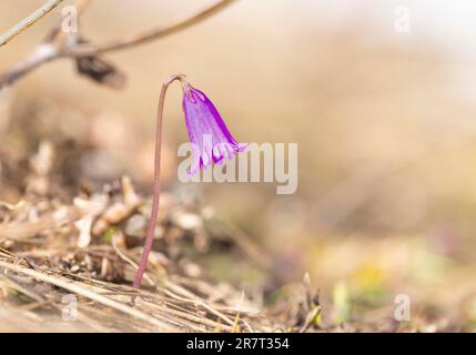 Alpine Bluebell, auch zwergschneeglocke (Soldanella pusilla) genannt, im Makro Stockfoto