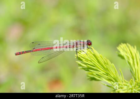 Männchen große rote Jungfliege (Pyrrhosoma nymphula) auf Fichtenzweig, Buchhellerquellgebiet, Sommer, Feuchtgebiet, Südwestfalen Stockfoto