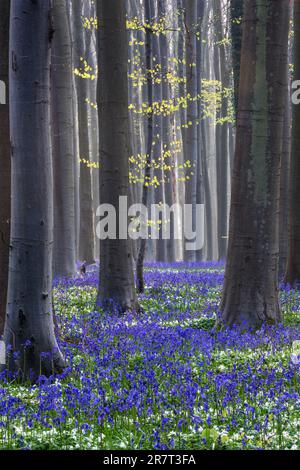 Buschanemon (Anemonoides nemorosa) und Blütenbluebeln (Hyacinthoides non-scripta) im Wald der Kupferbuche (Fagus sylvatica), Hallerbos Stockfoto