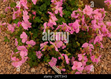 BBC Gardens, Birmingham, Großbritannien 2023 Stockfoto