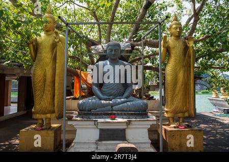 Buddha-Statuen unter einem Baum im Seema Malaka-Tempel in Colombo, Sri Lanka. Der schwimmende Tempel am Beira Lake wurde vom Architekten Geoffrey Baw entworfen Stockfoto