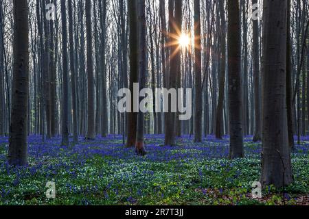 Buschanemon (Anemonoides nemorosa) und Blütenbluebeln (Hyacinthoides non-scripta) im Wald der Kupferbuche (Fagus sylvatica), Hintergrundbeleuchtung Stockfoto