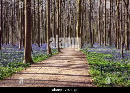 Pfad durch den Wald der Kupferbuche (Fagus sylvatica) mit blauen Blütengläsern (Hyacinthoides non-scripta) Hallerbos, in der Nähe von Halle, Provinz Stockfoto