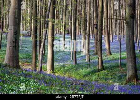 Buschanemon (Anemonoides nemorosa) und Blütenbluebeln (Hyacinthoides non-scripta) im Wald der Kupferbuche (Fagus sylvatica), Hallerbos Stockfoto