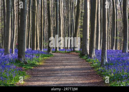 Pfad durch den Wald der Kupferbuche (Fagus sylvatica) mit blauen Blütengläsern (Hyacinthoides non-scripta) Hallerbos, in der Nähe von Halle, Provinz Stockfoto