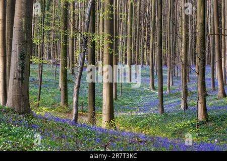 Buschanemon (Anemonoides nemorosa) und Blütenbluebeln (Hyacinthoides non-scripta) im Wald der Kupferbuche (Fagus sylvatica), Hallerbos Stockfoto