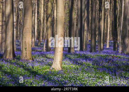 Buschanemon (Anemonoides nemorosa) und Blütenbluebeln (Hyacinthoides non-scripta) im Wald der Kupferbuche (Fagus sylvatica), Hallerbos Stockfoto