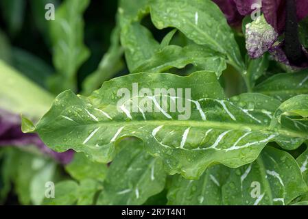 Blatt einer gewöhnlichen Drachenwurz (Dracunculus vulgaris), Bayern, Deutschland Stockfoto