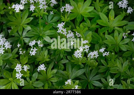 Blühende Holzfäller (Galium odoratum), Holzfäller Stockfoto