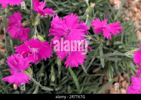 BBC Gardens, Birmingham, Großbritannien 2023 Stockfoto