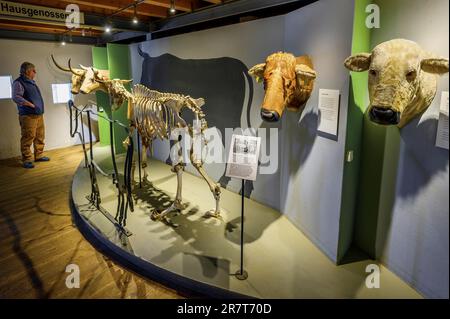 Skelett einer Kuh, Allgaeu Mountain Farm Museum, Immenstadt-Diepolz, Wiedemann Farm, Allgaeu, Bayern, Deutschland Stockfoto