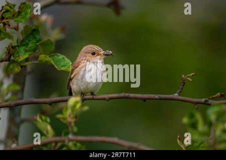 Gefleckter Fliegenfänger (Muscicapa striata), Jungvogel mit Insekten, auf Apfelbaum, Ternitz, Niederösterreich, Österreich Stockfoto