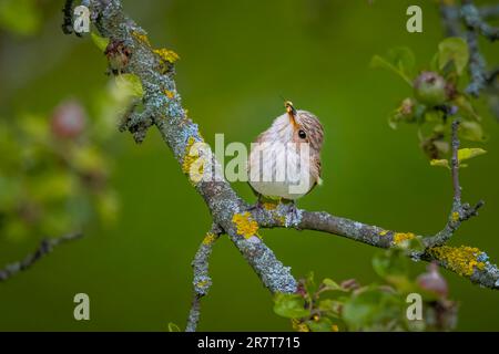 Gefleckter Fliegenfänger (Muscicapa striata), Jungvogel mit Insekten, auf Apfelbaum, Ternitz, Niederösterreich, Österreich Stockfoto