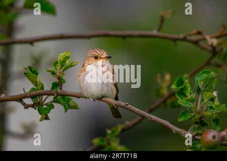 Fleckschnäpper (Muscicapa striata), Jungvogel, auf Apfelbaum, Ternitz, Niederösterreich, Österreich Stockfoto