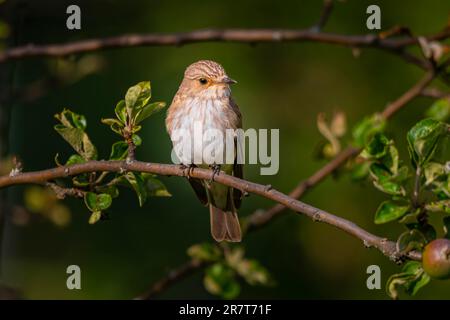Fleckschnäpper (Muscicapa striata), Jungvogel, auf Apfelbaum, Ternitz, Niederösterreich, Österreich Stockfoto