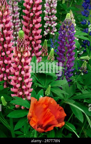 Mohn (Papaver orientale) und Multifoliat-Lupinen (Lupinus polyphyllus), Allgaeu, Bayern, Deutschland Stockfoto