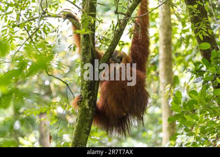 Freier, wilder, männlicher Sumatra-Orang-Utan im Gunung Leuser-Nationalpark auf der indonesischen Insel Sumatra. In der Nähe des Dorfes Ketambe, diese wunderbaren Stockfoto