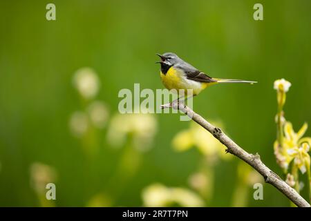 Grauer Schwanz (Motacilla cinerea), männlich, jung gefüttert Stockfoto