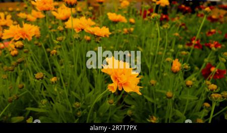 BBC Gardens, Birmingham, Großbritannien 2023 Stockfoto