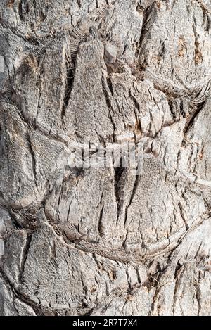 Nahaufnahme der Baumrinde einer Palme auf der Insel La Gomera Stockfoto