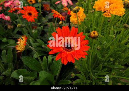 BBC Gardens, Birmingham, Großbritannien 2023 Stockfoto