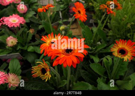 BBC Gardens, Birmingham, Großbritannien 2023 Stockfoto