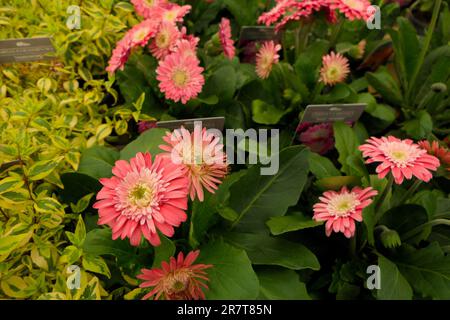 BBC Gardens, Birmingham, Großbritannien 2023 Stockfoto