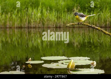 Grauer Schwanz (Motacilla cinerea), männlich, jung gefüttert Stockfoto