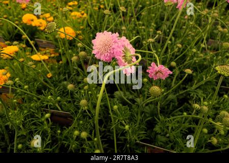 BBC Gardens, Birmingham, Großbritannien 2023 Stockfoto