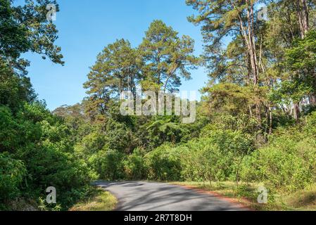 Kleine enge Straßen führen durch die Bergwälder der Insel Samosir. Die Sumatranischen tropischen Kiefernwälder sind tropische Nadelwälder-Ökoregion Stockfoto