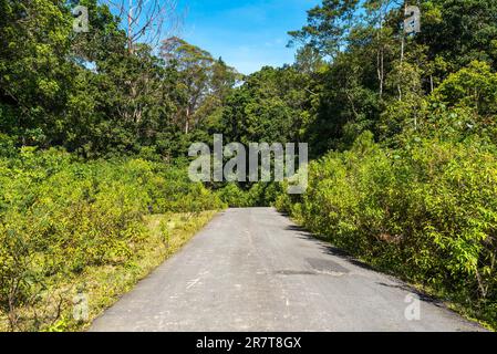 Kleine enge Straßen führen durch die Bergwälder der Insel Samosir. Die Sumatranischen tropischen Kiefernwälder sind tropische Nadelwälder-Ökoregion Stockfoto