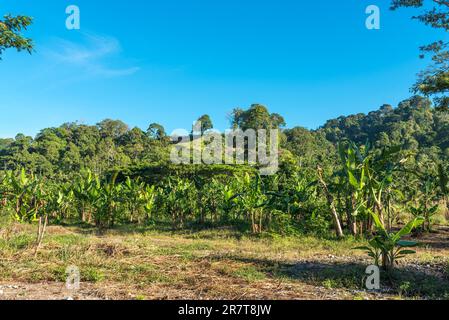 Hügelige Landschaft und Berge in Ketambe im Süden des Gunung Leuser Nationalparks auf Sumatra in Indonesien Stockfoto