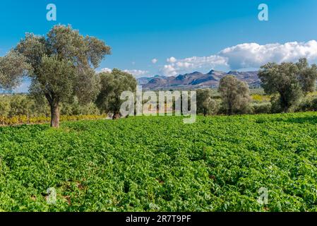 Malerische Landschaft der Messara-Ebene mit Olivenhainen und Landwirtschaft. Im Messara in Kreta, Olivenbäumen, Weinbergen und Gartenbaupflanzen Stockfoto