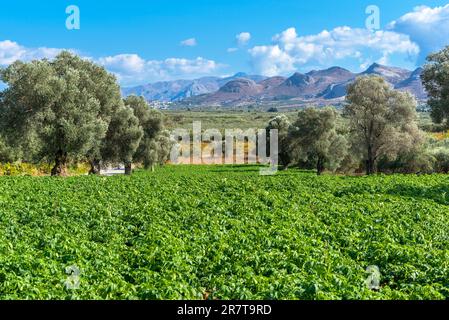 Malerische Landschaft der Messara-Ebene mit Olivenhainen und Landwirtschaft. Im Messara in Kreta, Olivenbäumen, Weinbergen und Gartenbaupflanzen Stockfoto