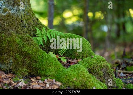 Baumstamm und Wurzeln von Moos und Flechten im Nationalpark Berchtesgaden im Süden Deutschlands, den Bayerischen Alpen Stockfoto