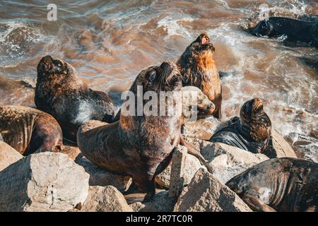 Seelöwen, die in Mar del Plata, Argentinien, ein Sonnenbad nehmen Stockfoto